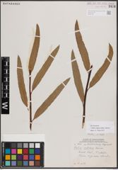 Foto von Salix exigua subsp. interior (Rowlee) Cronquist